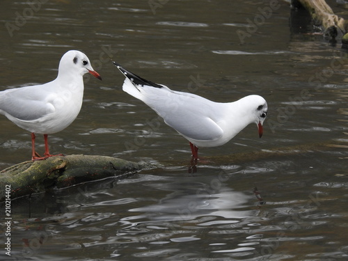 Foto Water birds birdlife