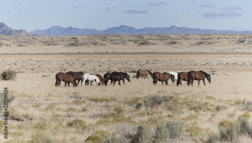 Onaqui Herd wild mustangs in the Great Desert Basin, Utah USA