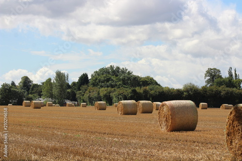 Hay rolls in a field