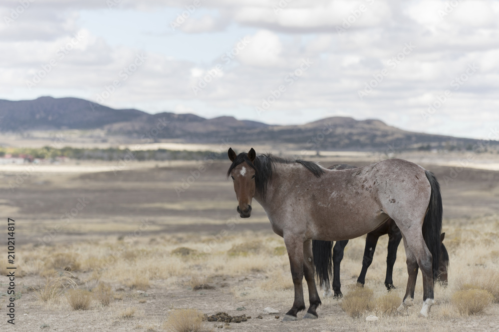 Fototapeta premium Onaqui Herd wild mustangs in the Great Desert Basin, Utah USA