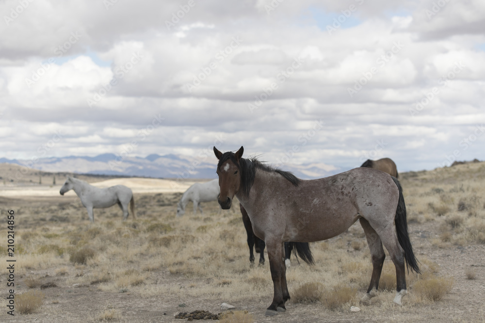 Fototapeta premium Onaqui Herd wild mustangs in the Great Desert Basin, Utah USA