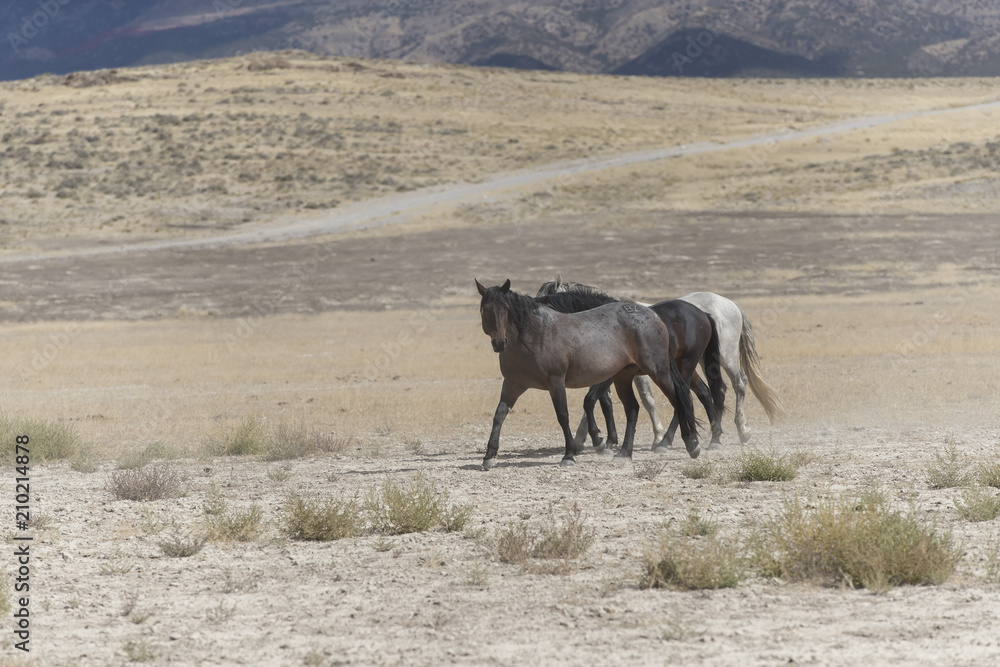 Onaqui Herd wild mustangs in the Great Desert Basin, Utah USA Onaqui Herd wild mustangs in the Great Desert Basin, Utah USA