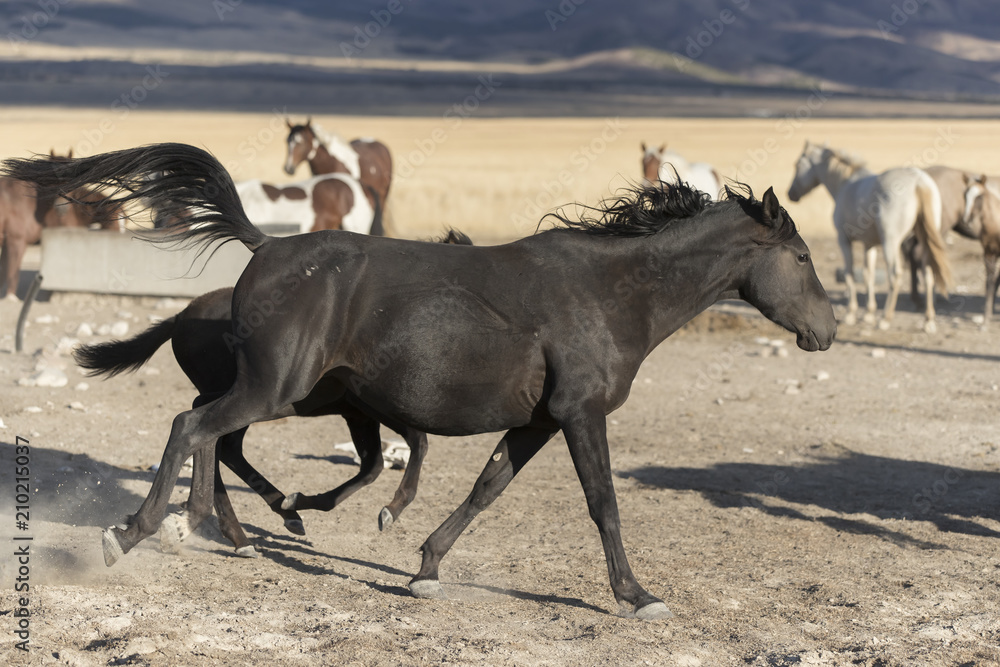 Fototapeta premium Onaqui Herd wild mustangs in the Great Desert Basin, Utah USA