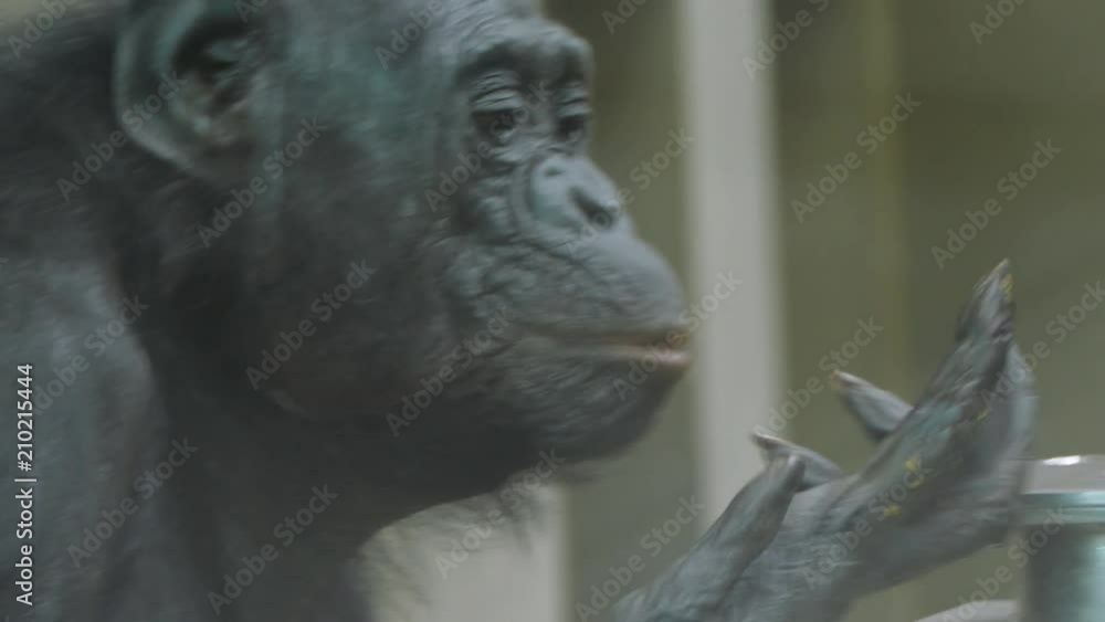 Bonobo in enclosure eating excrements Bonobo in enclosure eating excrements