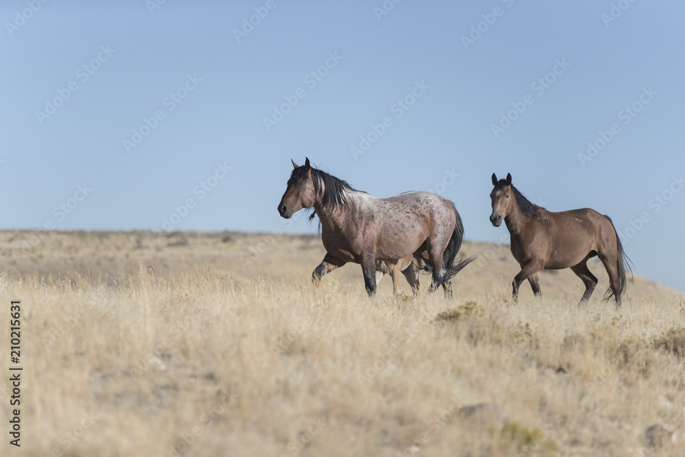 Obraz premium Onaqui Herd wild mustangs in the Great Desert Basin, Utah USA