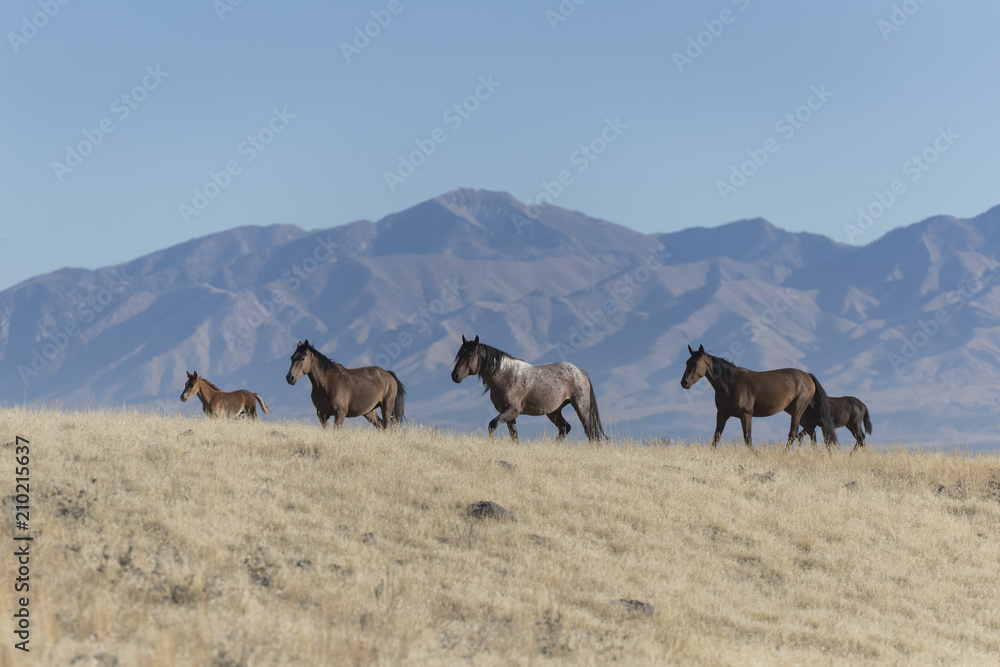 Onaqui Herd wild mustangs in the Great Desert Basin, Utah USA Onaqui Herd wild mustangs in the Great Desert Basin, Utah USA
