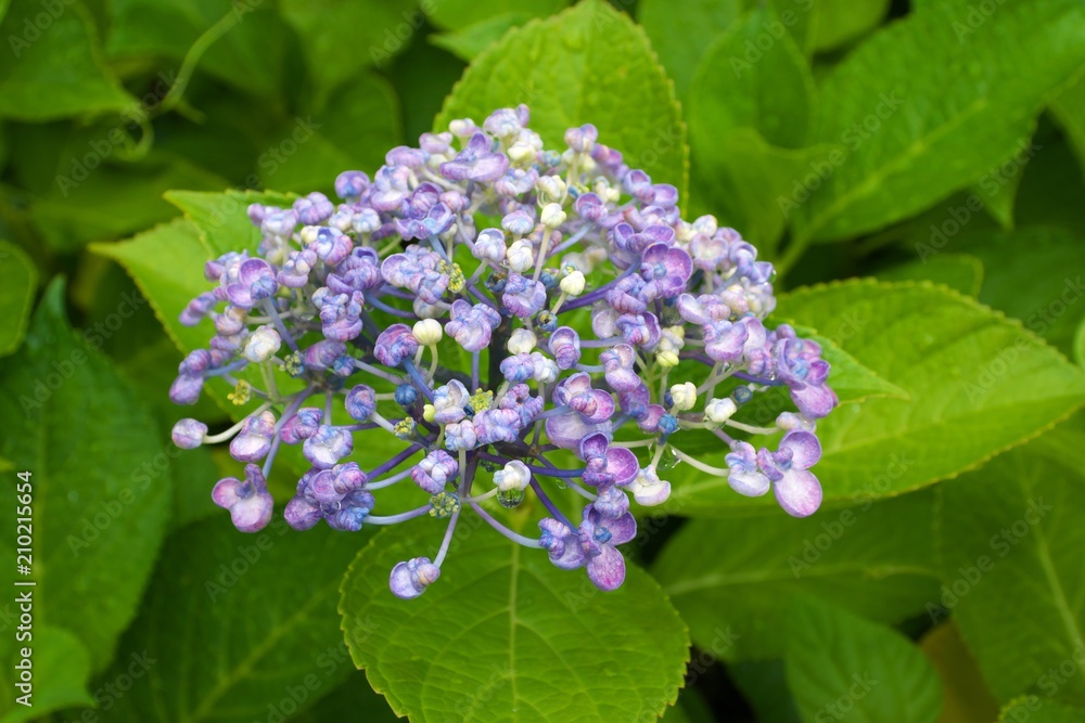 Tokyo,Japan-June 21, 2018: Hydrangea. Beauty in nature after the rain in the morning. Tokyo,Japan-June 21, 2018: Hydrangea. Beauty in nature after the rain in the morning.