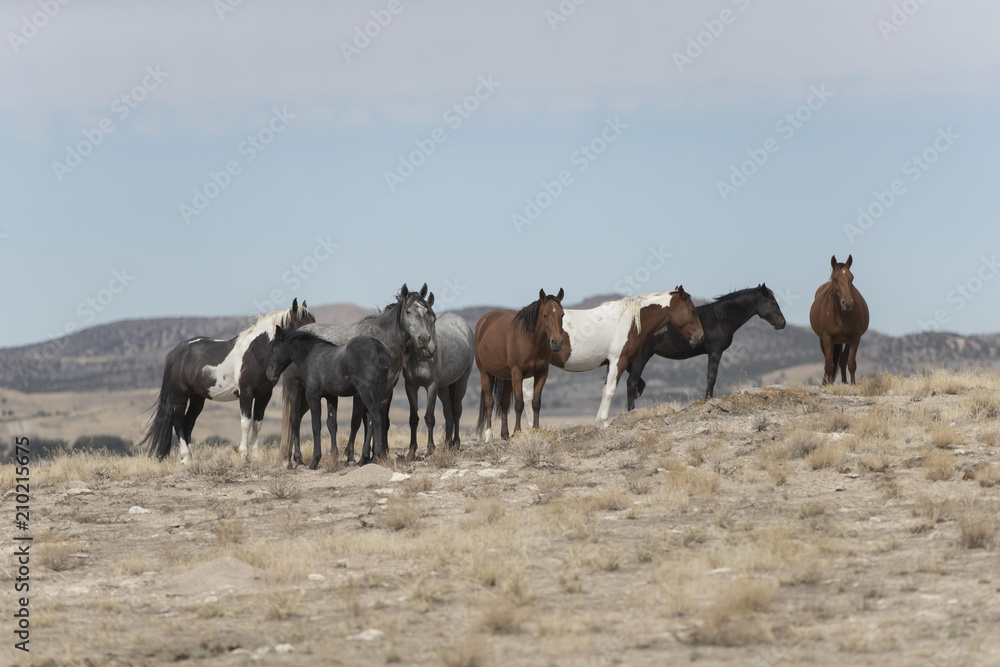 Obraz premium Onaqui Herd wild mustangs in the Great Desert Basin, Utah USA