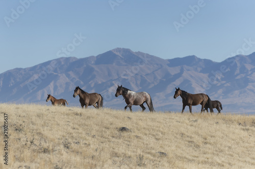 Onaqui Herd wild mustangs in the Great Desert Basin, Utah USA © Dennis Donohue