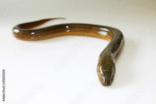 finless eel on white background