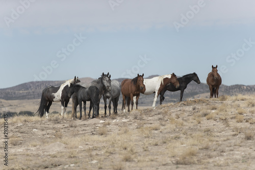 Fototapeta Naklejka Na Ścianę i Meble -  Onaqui Herd wild mustangs in the Great Desert Basin, Utah USA