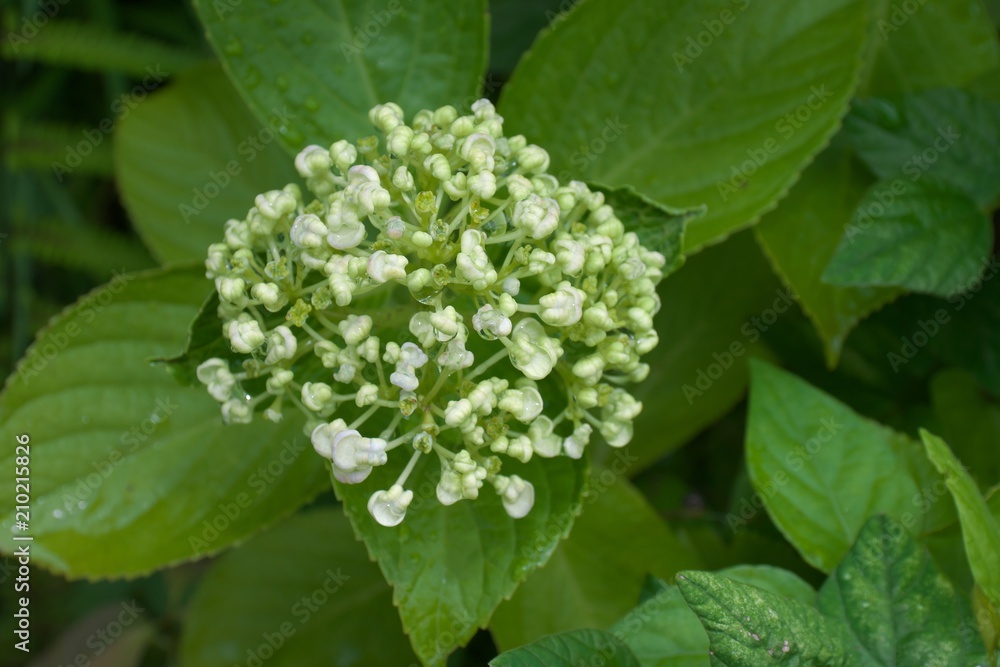 Tokyo,Japan-June 21, 2018: Hydrangea. Beauty in nature after the rain in the morning. Tokyo,Japan-June 21, 2018: Hydrangea. Beauty in nature after the rain in the morning.