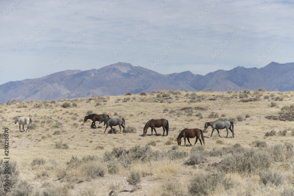 Onaqui Herd wild mustangs in the Great Desert Basin, Utah USA Onaqui Herd wild mustangs in the Great Desert Basin, Utah USA