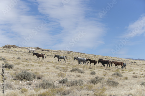 Onaqui Herd wild mustangs in the Great Desert Basin  Utah USA