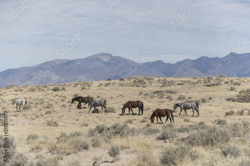 Onaqui Herd wild mustangs in the Great Desert Basin  Utah USA