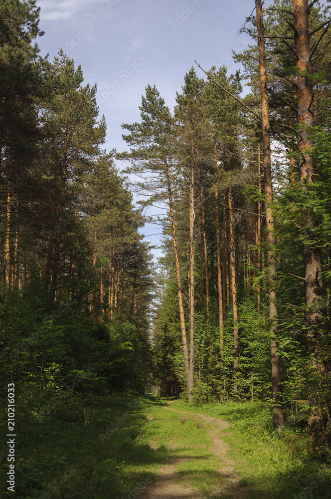 Obraz premium Footpath in coniferous forest