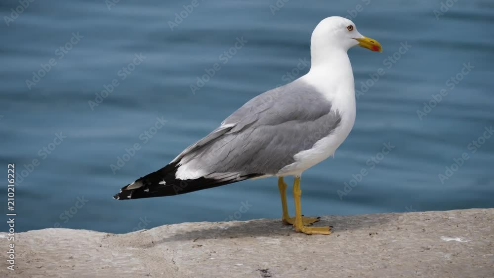 Gull at harbor, UHD Gull at harbor, UHD