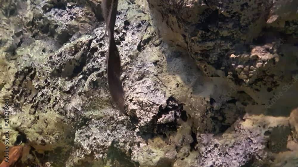 Fish : Black sharkminnow (Labeo chrysophekadion) Fish : Black sharkminnow (Labeo chrysophekadion)