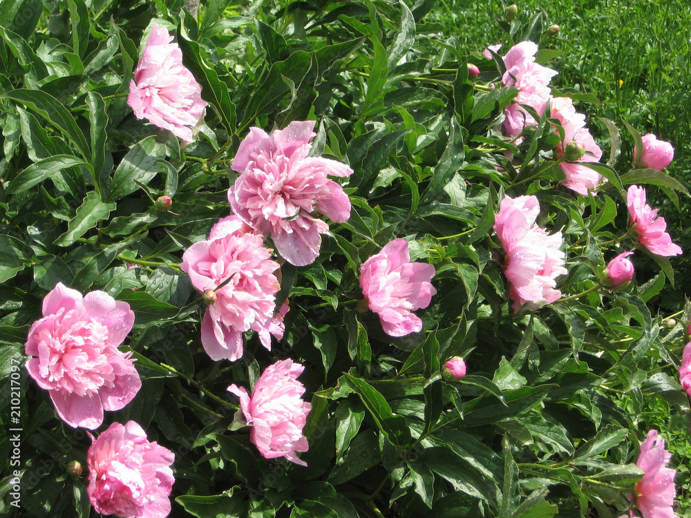 Pink peonies in the garden. Blooming pink peony. Closeup of beautiful pink Peonie flower. Pink peonies in the garden. Blooming pink peony. Closeup of beautiful pink Peonie flower.