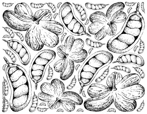 Hand Drawn Background of Cola Millenii Fruits photo