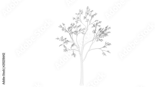 3d rendering of a loop tree animation as wireframe isolated