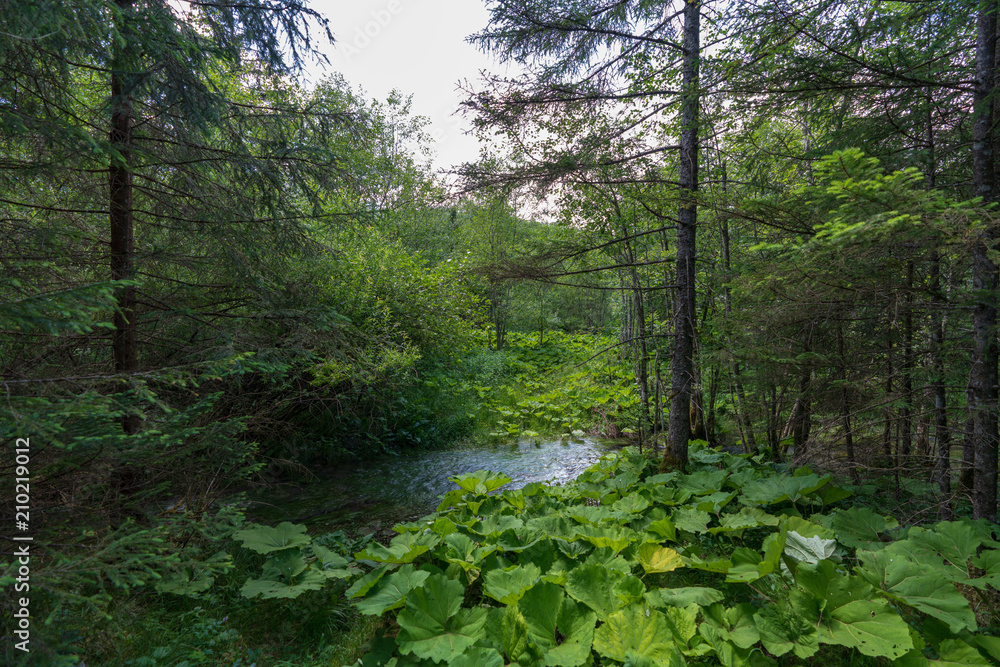 Kleiner Bach im Wald