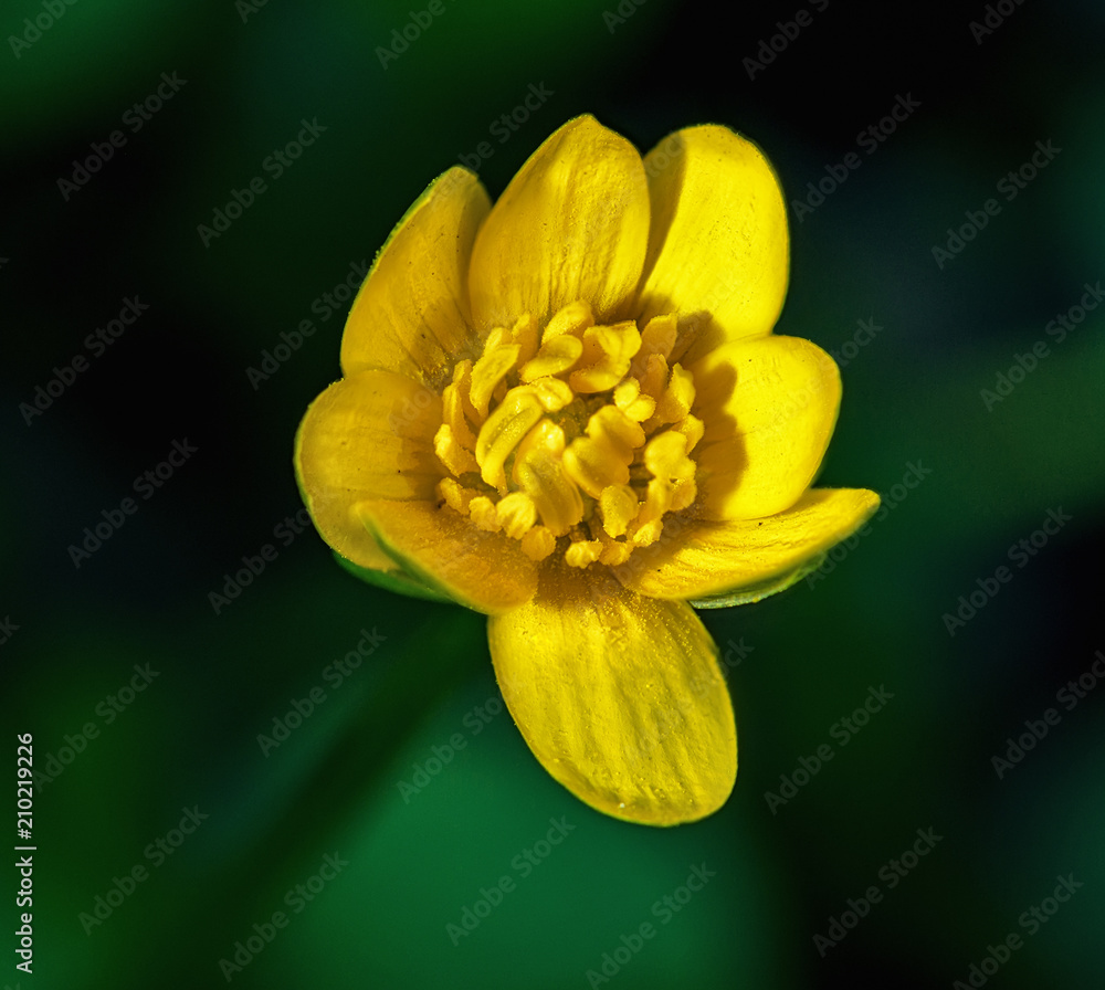 Obraz premium Caltha flover macro close up