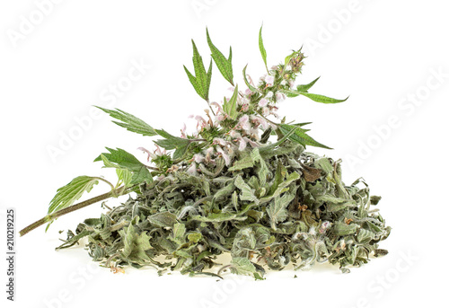 Motherwort plant over white background. Heap of dried and fresh plant.