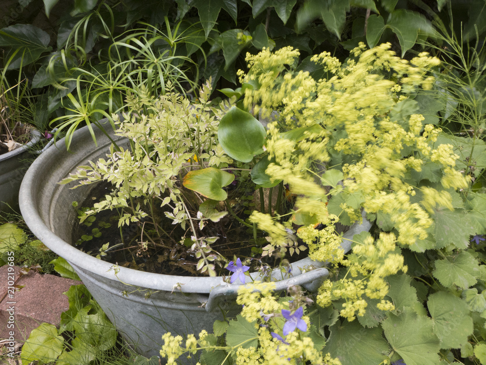 Eine bepflanzte Zinkwanne als kleinen Gartenteich. Die Alchemilla am ...