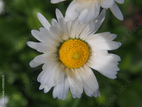 Blooming daisies. Blossoming flower buds. In the garden.