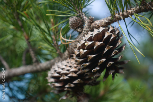 Pinecones