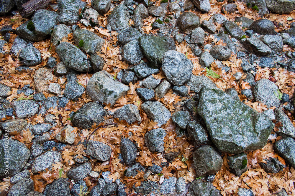cool Rocks with warm orange leaves cool Rocks with warm orange leaves