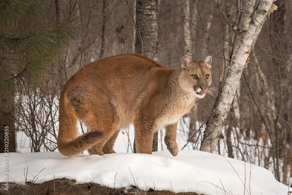 Adult Female Cougar (Puma concolor) Licks Nose Stock Photo | Adobe Stock