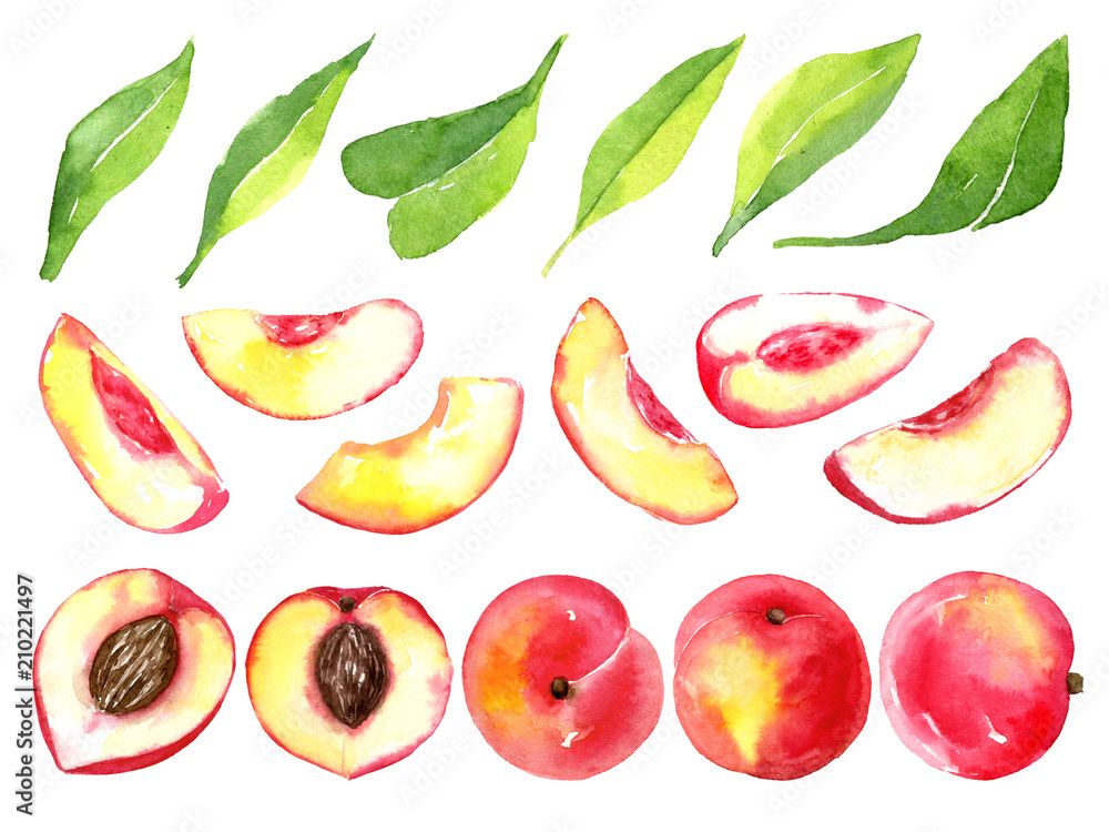 Sliced Fruit Drawing