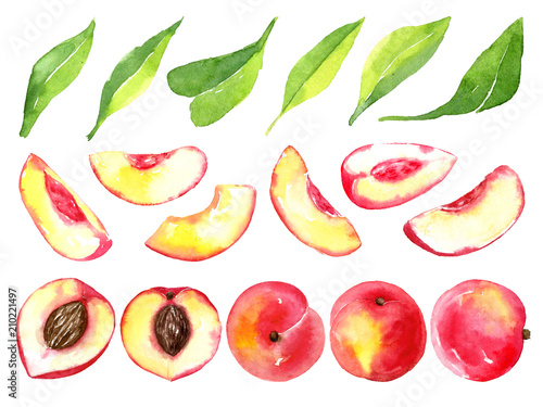 Juicy ripe peaches . Sliced fruits isolated on white background. Summer healthy food drawing.Hand-drawn watercolor illustration.