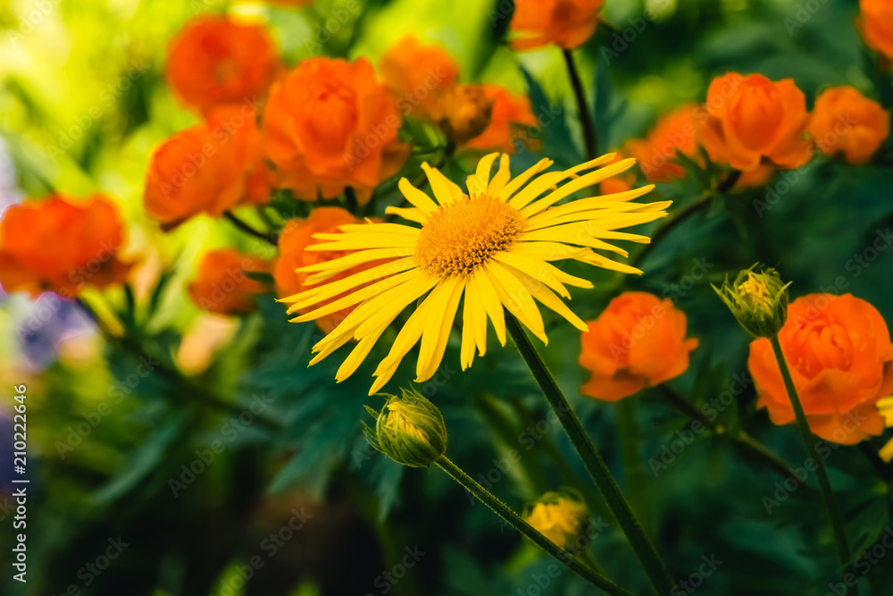 Beautiful arnica close up grow on background of warm globeflowers with copy space. Bright yellow fresh plants with orange center in macro on green and fairy background. Medicinal plants. Beautiful arnica close up grow on background of warm globeflowers with copy space. Bright yellow fresh plants with orange center in macro on green and fairy background. Medicinal plants.