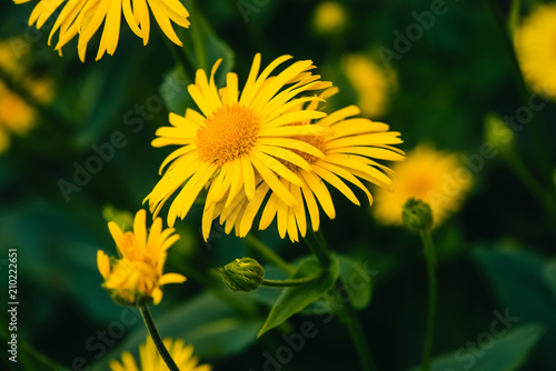 Two beautiful arnica grow in contact close up. Bright yellow fresh flowers with orange center on green background with copy space. Medicinal plants. © Daniil