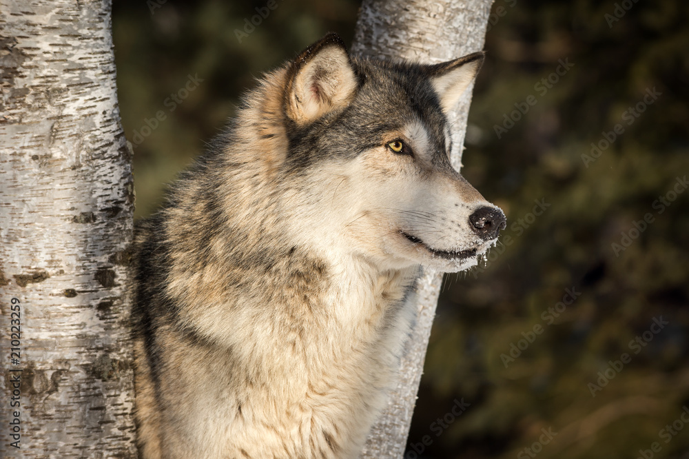 Fototapeta premium Grey Wolf (Canis lupus) Profile Right Between Tree Trunks