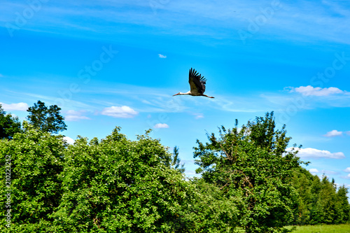 A stork is flying against the sky and the forest photo