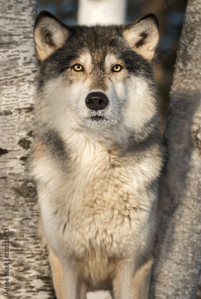 Fototapeta premium Grey Wolf (Canis lupus) Stares Out