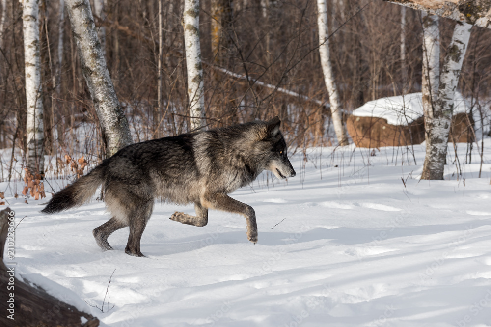 Naklejka premium Black Phase Grey Wolf (Canis lupus) Jumps to the Right