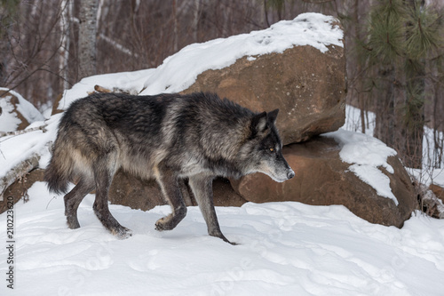 Black Phase Grey Wolf (Canis lupus) Stalks Right