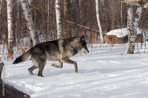 Black Phase Grey Wolf (Canis lupus) Jumps to the Right © hkuchera