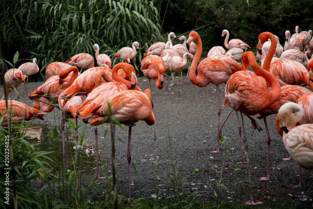 Group of pink flamingos in natural environment. Group of pink flamingos in natural environment.