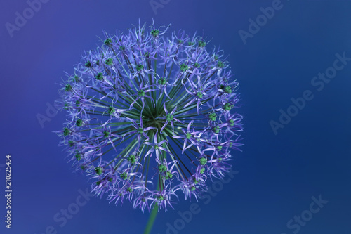 blooming decorative bow on blue background