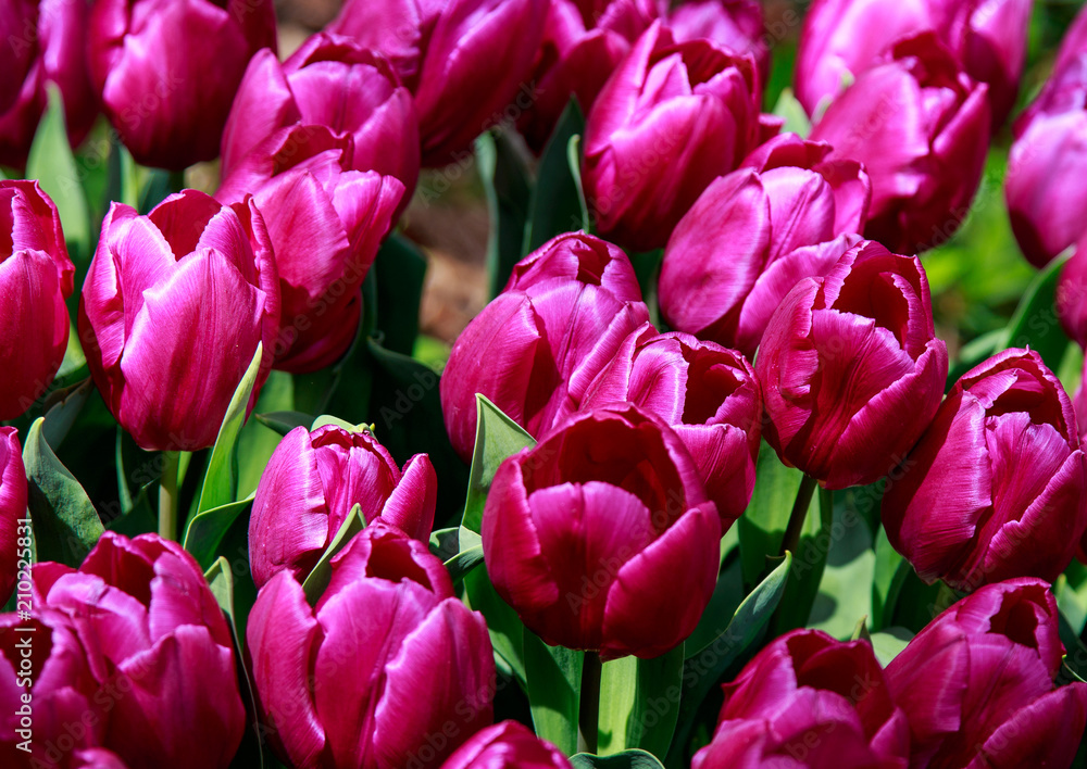 Obraz premium Tulipany w kolorze różowym