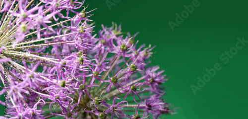 blooming decorative bow on green background