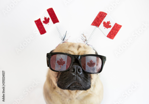 Cute pug dog wearing Canadian Flag sunglasses and flag headband for Canada Day