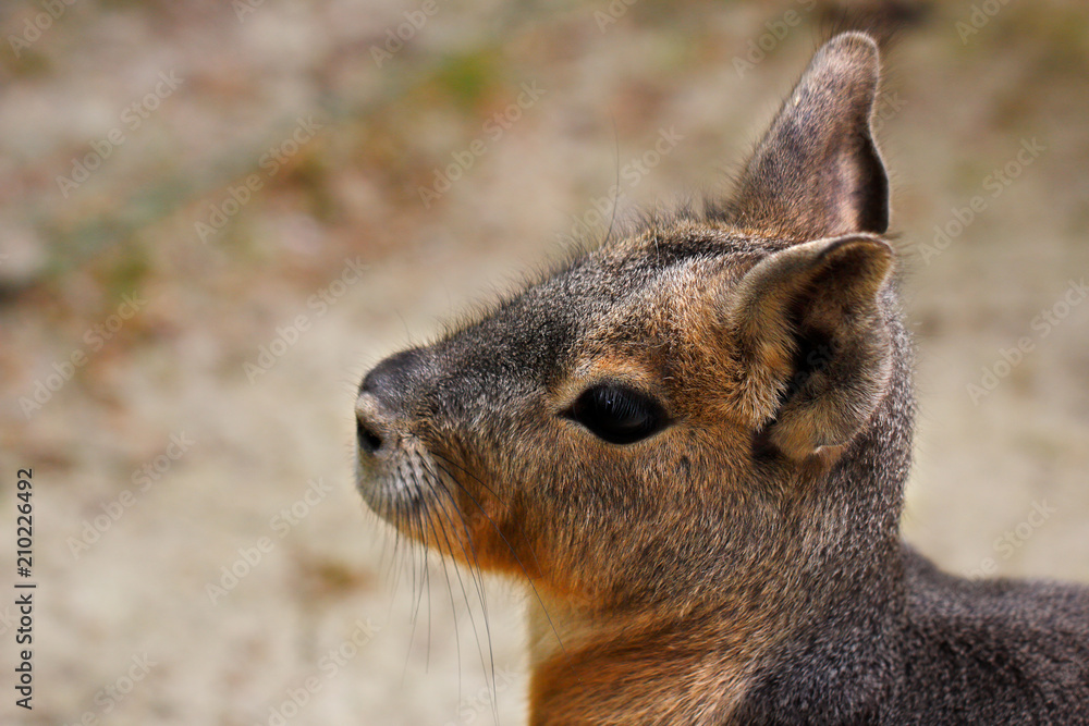 Fototapeta premium Portrait of Patagonian Cavy Mara (dolichotis mammal)