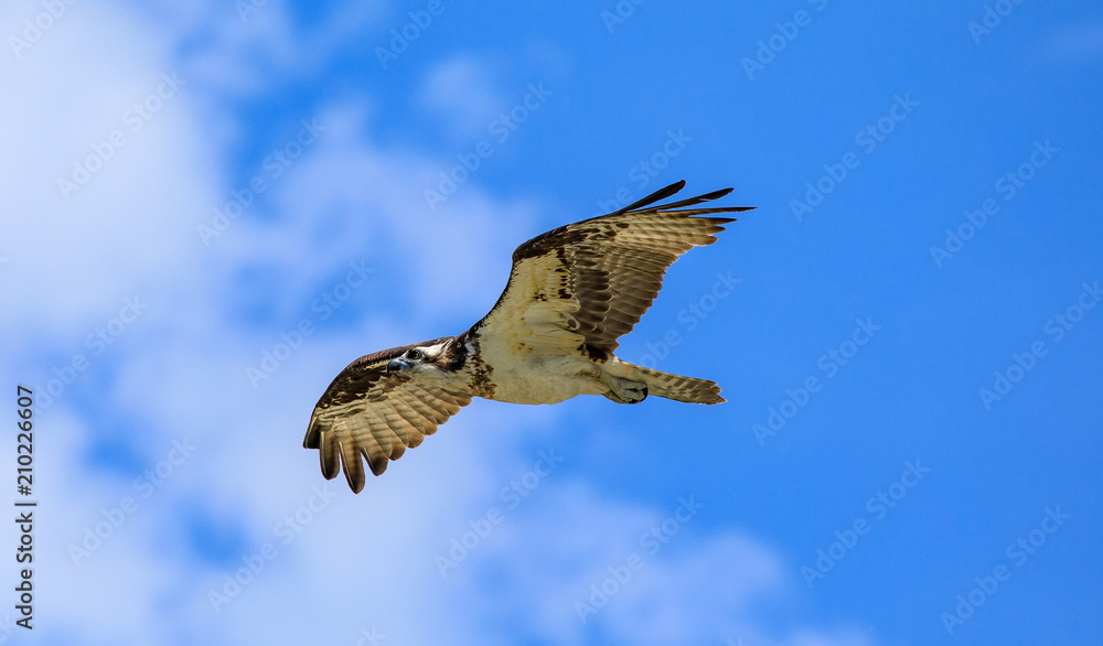 Obraz premium Seahawk in flight 